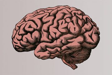 An image of a human brain, used as an illustration for the topic of improving long term memory.