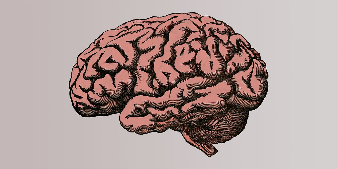 An image of a human brain, used as an illustration for the topic of improving long term memory.